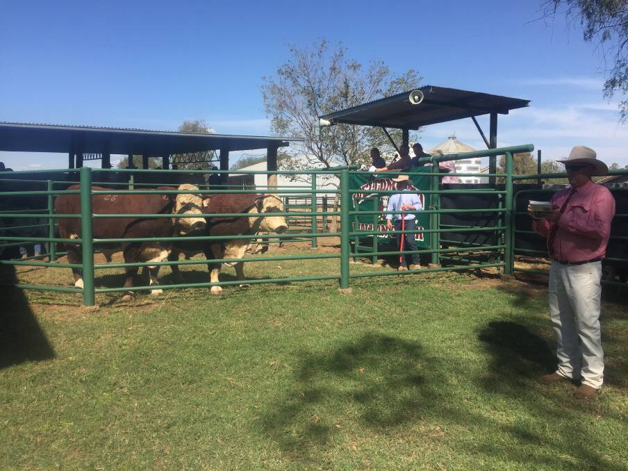Hereford bulls being sold during the Wallan Creek Hereford bull sale, Lilydale, Drillham.