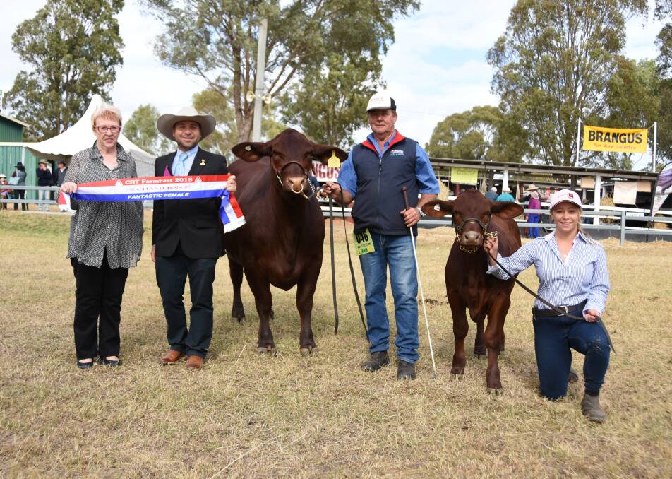 Sashing the Farmfest Fantastic Female was Pam Murphy, Livestock Coordinator with stud cattle judge Marty Rowlands, KBV Simmentals, stud owner John McCarthy, Rosehill Santa Gertrudis, Clifton and Beth Cross holding the calf.