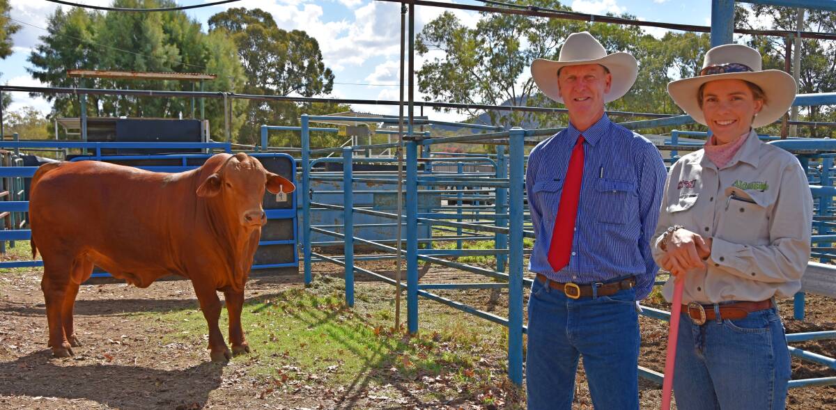 Ed Wood, Belyando Livestock, Emerald purchased one of the top priced bulls on behalf of Michael and Tracey Flynn, Valera Vale Droughtmaster, Augathella and is pictured with Hayley Piggott, Aldinga Droughtmaster Stud, Rolleston.