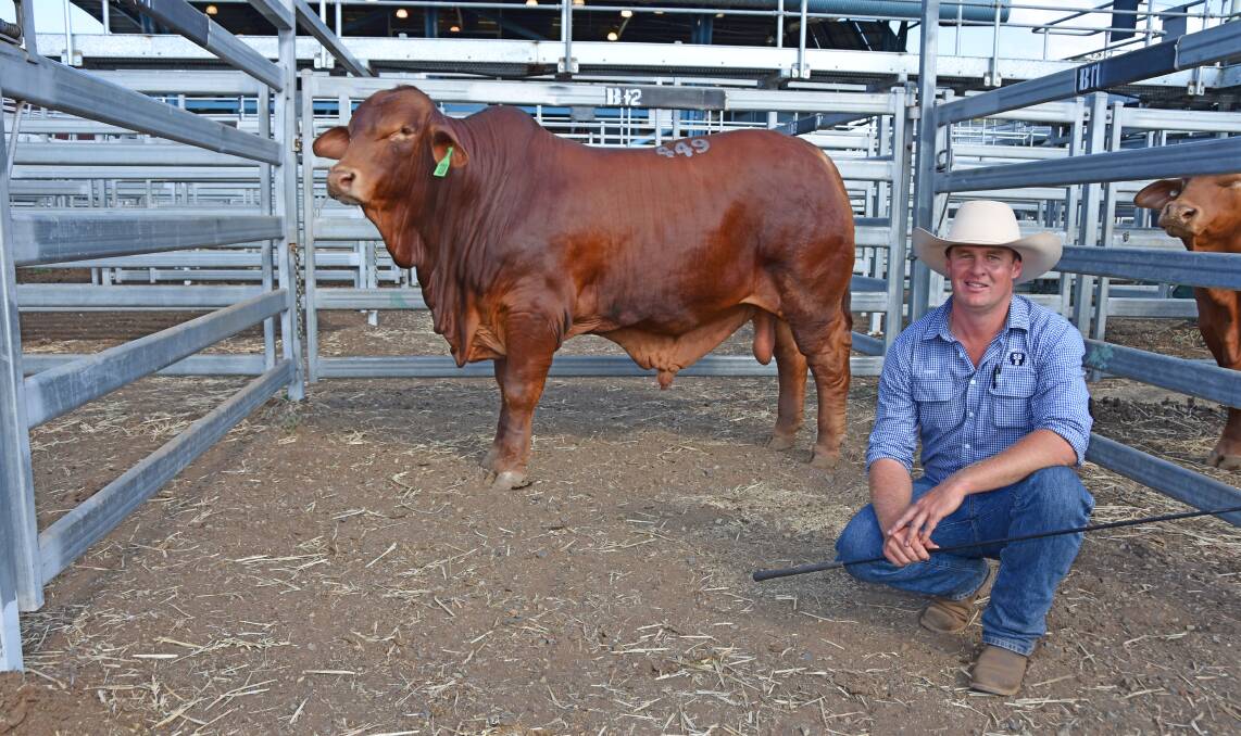 Adam Geddes sold Oasis A Iron Jack (P) Droughtmaster bull to Col and Matt Fernie, Fernie Cattle Co, Yarrawonga, Blackwater for $46,000.