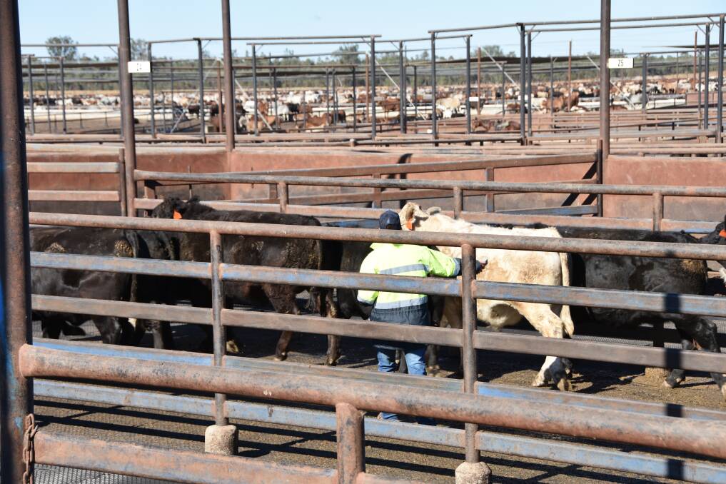 Grassdale Feedlot staff member handling cattle using the company's newly developed nine cattle handling principles during a demonstration last week. 