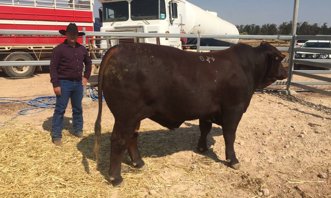 Bullamakinka Santa Gertrudis bull sale achieved an 88 per cent clearance during the sale.