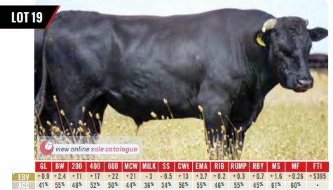 A picture of the Mayura Fullblood Wagyu bull that sold for $105,000 in May this year.