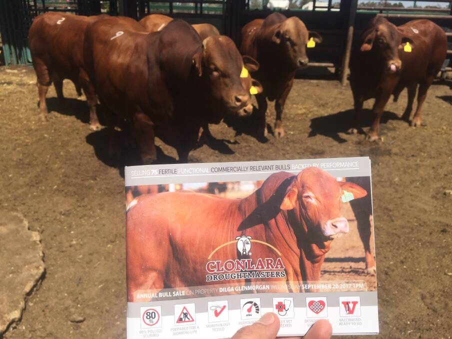 Clonlara Droughtmaster bull sale at Glenmorgan topped at $52,500.