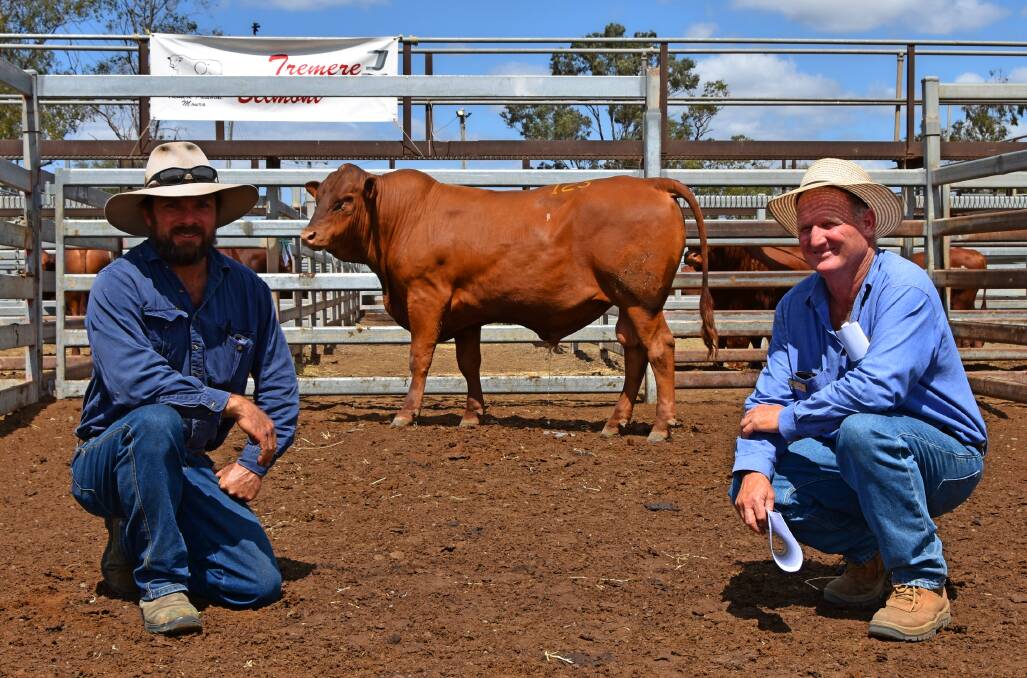 Top price bull buyer Angus Macrae, Kilmory, Moura with Tremere Pastoral stud owner Swin Hudson, Moura. 
