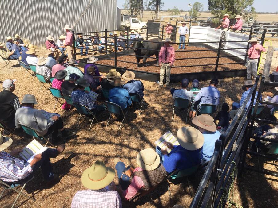 A good panel of return buyers was a feature of this year’s Bulliac Angus bull sale.
