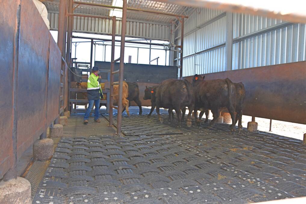 Mort & Co's Grassdale Feedlot 'Bud Box' cattle handling system being demonstrated at a public showing last Tuesday. 
