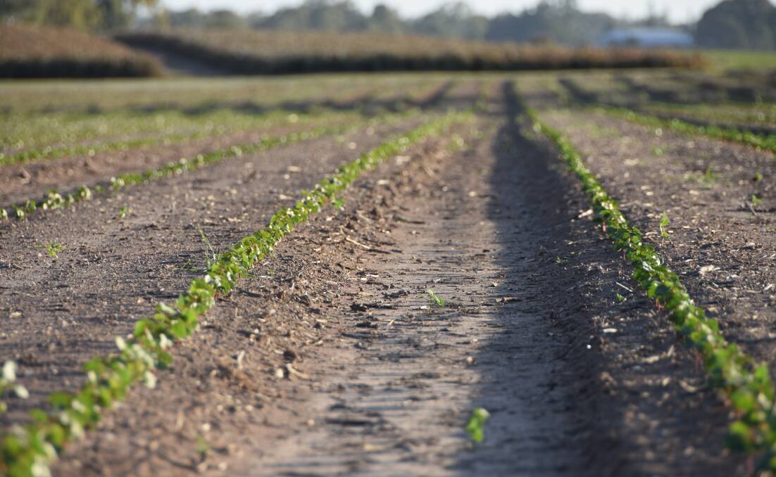 Cotton planted at the Maxwell family's irrigation farming property at Maryborough.