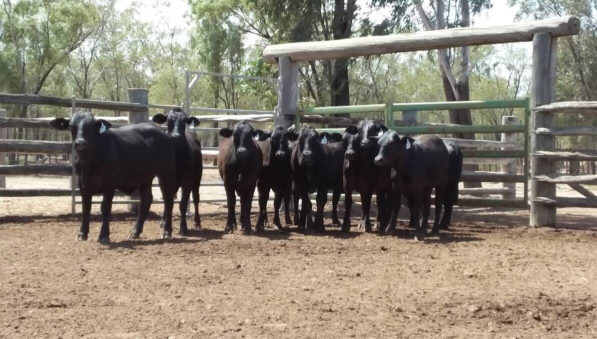 Triple B Brangus heifers to $1700