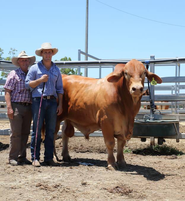 Bryvonlea Rolex (P), a 26-month-old Droughtmaster bull, offered by Brian and Yvonne Heck and family, Bryvonlea Stud, Glastonbury topped the market on Day two of the annual February All Breeds Sale at Gracemere on Wednesday. Rolex sold for $19,000 to Rolleston breeders, Terry and Catherine Piggott, Aldinga Droughtmaster Stud via phone.
