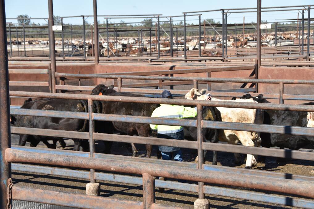 Cattle being processed at Mort & Co's Grassdale Feedlot in southern Queensland. 