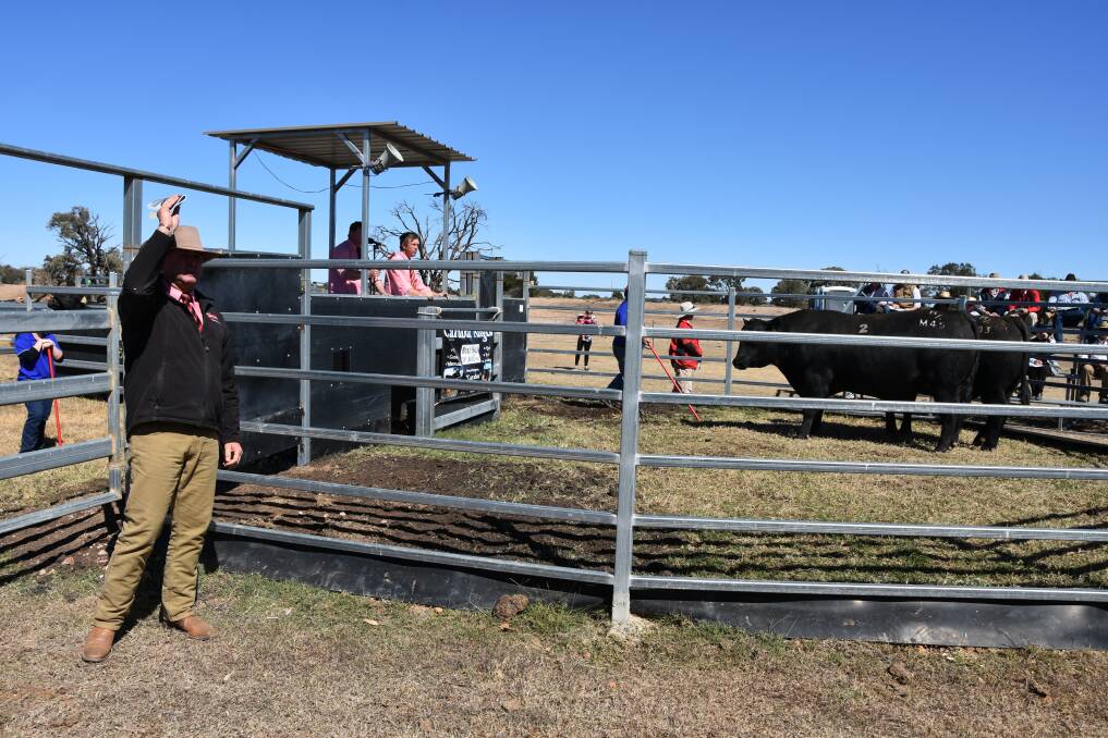 All the selling action at Carabar Angus bull sale near Meandarra, Queensland on Tuesday.