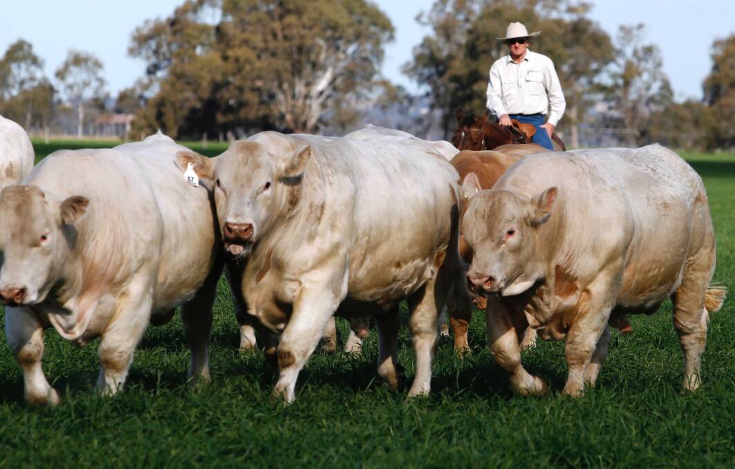 Jim Wedge, Ascot Cattle Co, Warwick with some of their stud Charolais bulls.