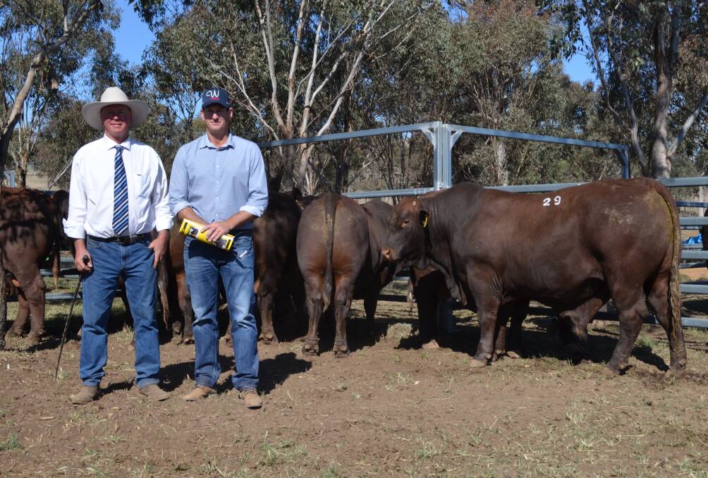 Neil Watson, Watasanta, Tamworth with David Bassingthwaighte and his brother Andrew's $18,000 bull.