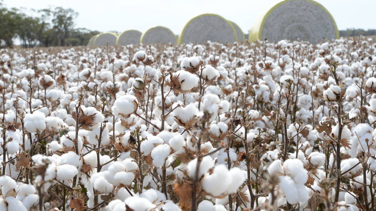 Cotton seed exports to China remain in limbo due to a dispute over whether seed from Bollgard 3 cotton varieties has the right approvals. 