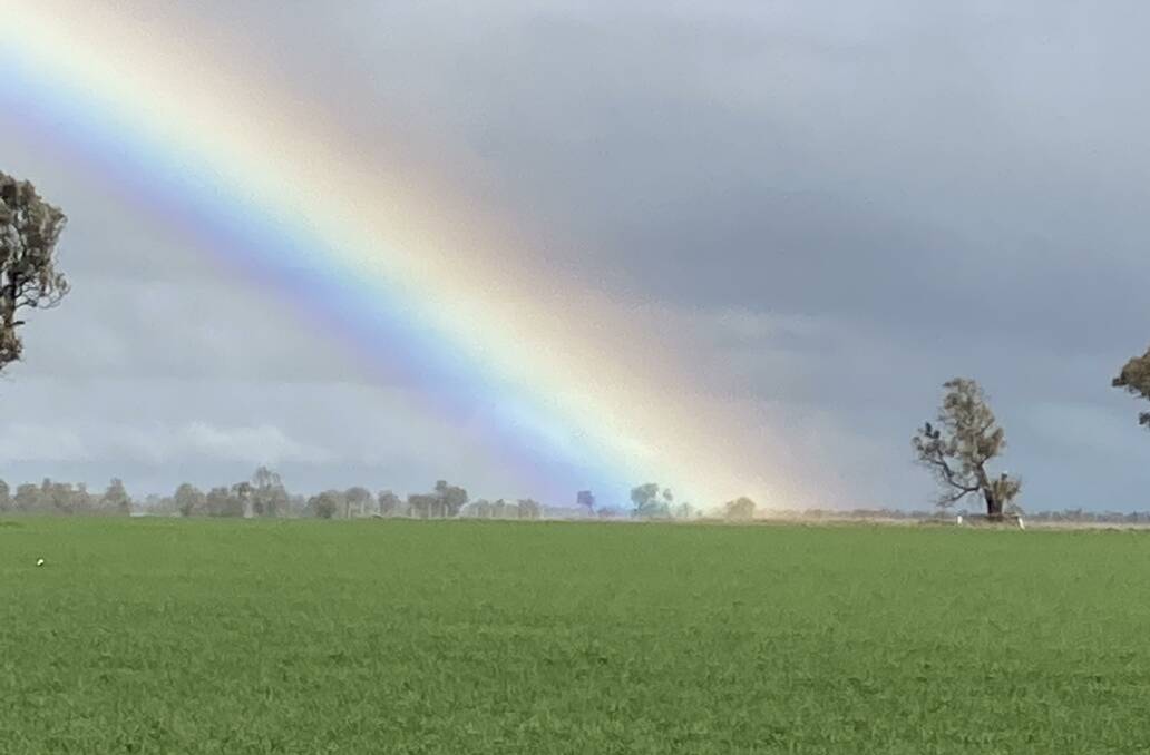 Grain growers will be hoping to find their own pot of gold come harvest this year.