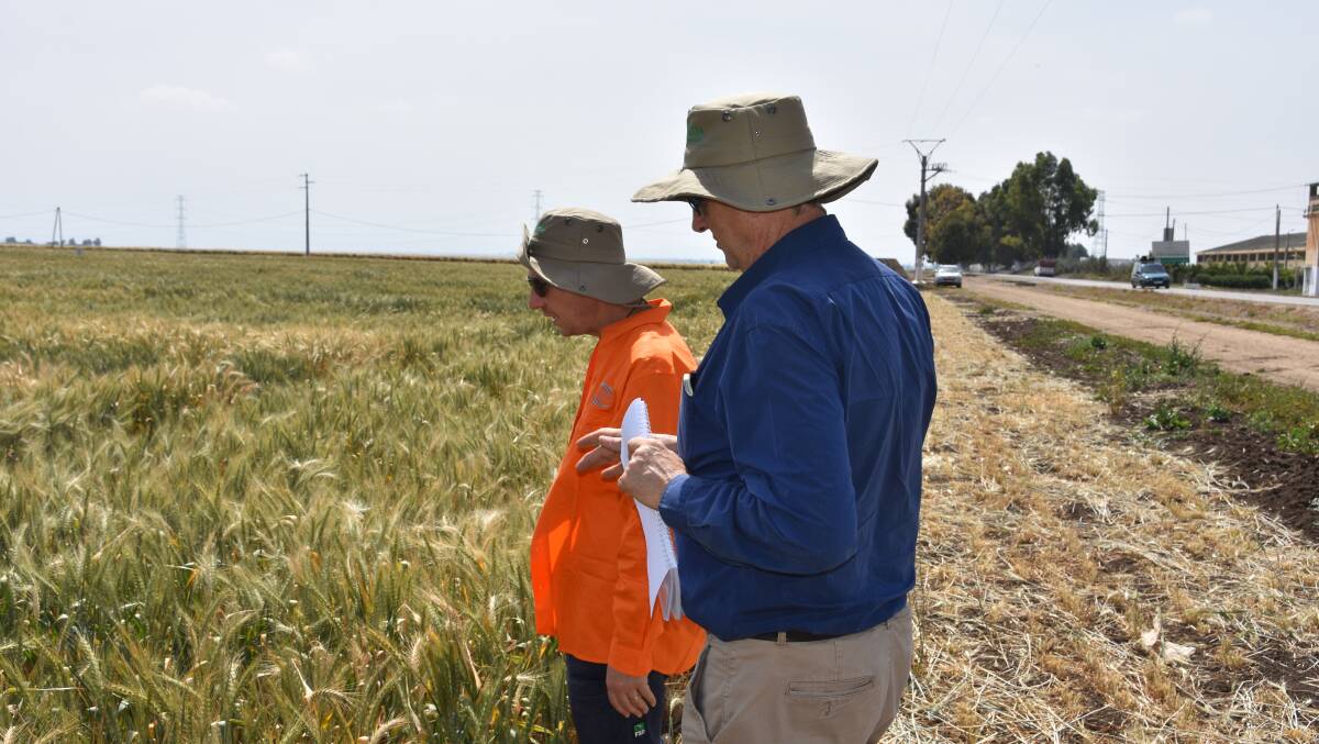 Allan Rattey, left, with Richard Trethowan, University of Sydney plant breeding professor, assessing trial varieties at ICARDA's farm at Marchouch, Morocco, last month.