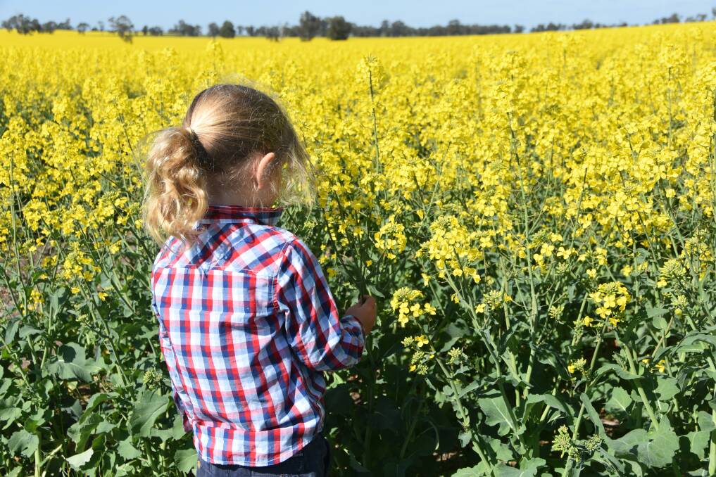Increasingly plant breeders are looking to genetic engineering to develop productivity gains in crops such as canola. Photo by Gregor Heard.