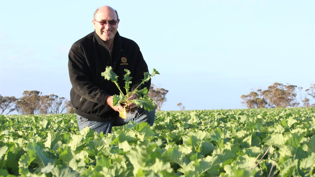 WA farmer and grain exporter Neil Wandel says while canola, pictured, has been a good break crop option, farmers in the west need more pulses in the rotation, especially in light of falling protein levels in wheat crops.