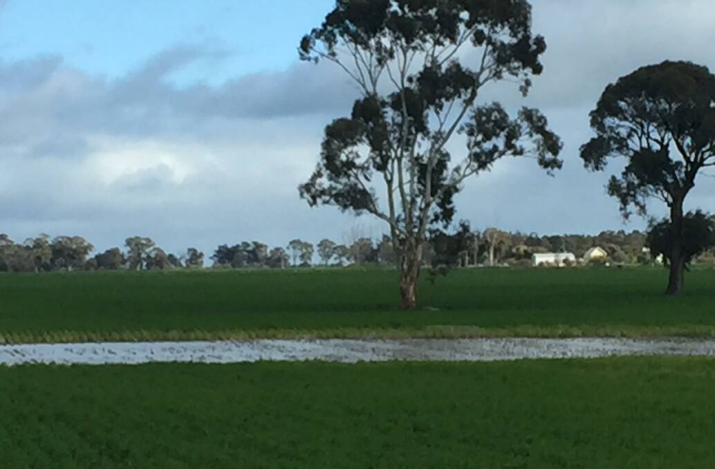 Crops have lost yield to waterlogging in parts of Victoria this season. 