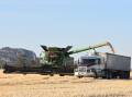 WHEAT WOES: Australian wheat producers, with a relatively favourable outlook, are in the minority of major wheat producers this year.