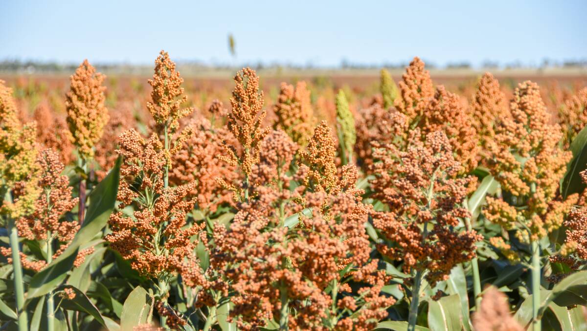 Grain sorghum will be a popular choice this summer if there is sufficient moisture for a plant.