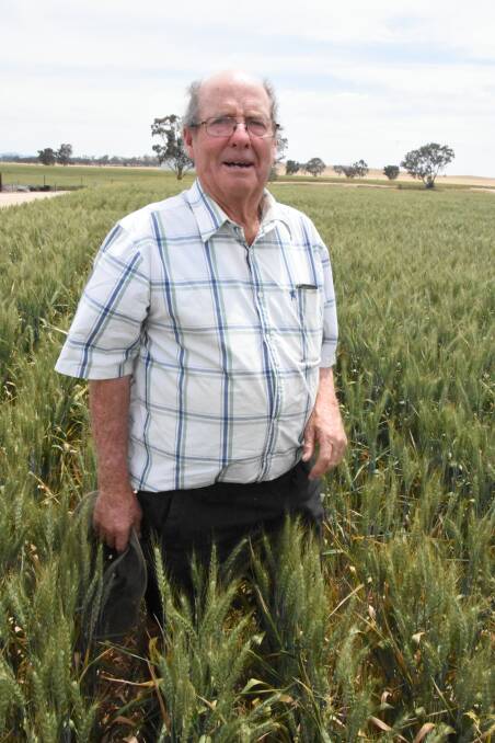 Avoca district farmer John Field in a paddock of Trojan wheat sown by son Chris into vetch hay stubble. Mr Field said the extra moisture had allowed the crop to fill well.
 "It looks like it should have reasonable potential," he said.