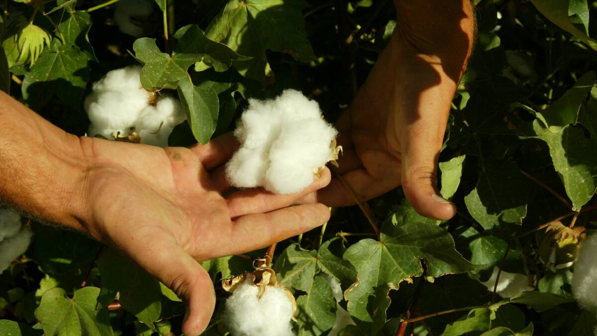 Cotton is one of the major crops that can be impacted by helicoverpa moth. 