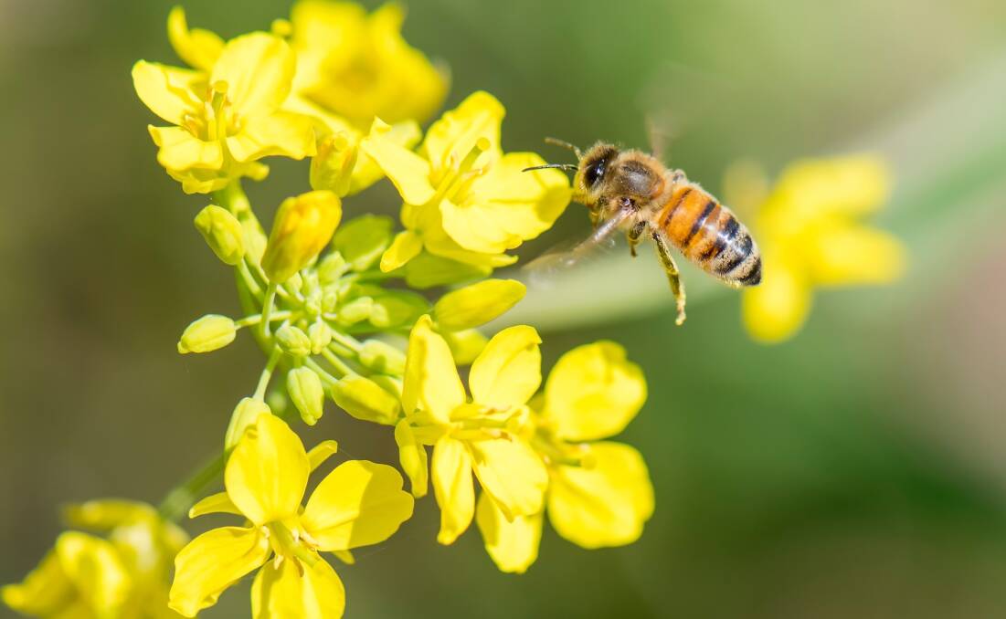 POLLINATORS: Bees are critical in pollinating certified canola seed crops. Photo: Shutterstock.