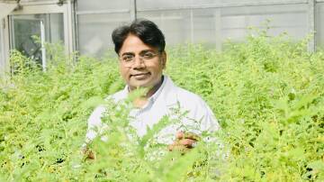 Rajeev Varshney, Murdoch University researcher, has been working on a project mapping the genomes of wild relatives of chickpeas. Photo supplied.