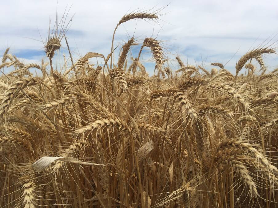Iran's winter crop harvest finished in August and average in-crop rainfall was down by 54 per cent from last year and 41pc from its long-term average.