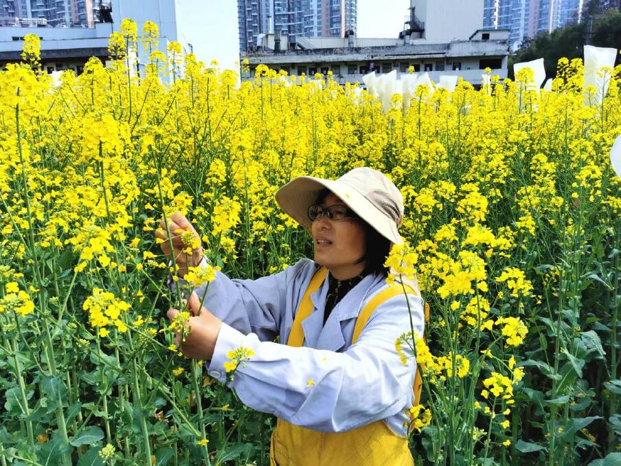 Qiong Hu says her team of Chinese researchers have made breakthroughs in terms of finding pod-shatter resistant canola germplasm.