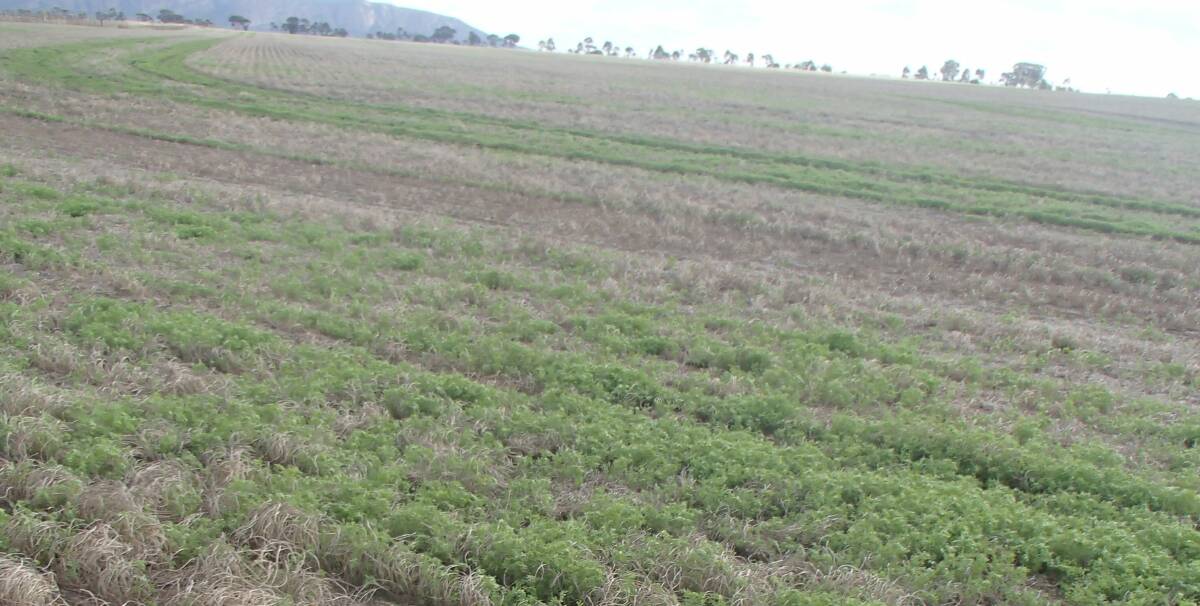 Lentils are one of the few crops expected to see a year on year increase in plantings.