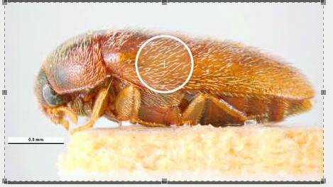 Biosecurity funding, such as a push to stop khapra beetle, pictured, from entering Australia, has been welcomed by Grain Producers Australia.