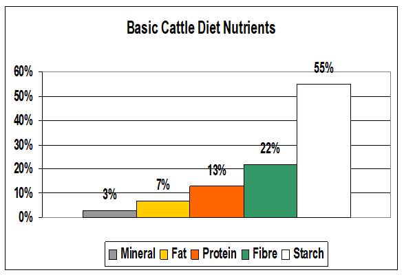 NEEDS BASIS: Starch, used for energy, is by far the most important requirement in the average diet for beef cattle.