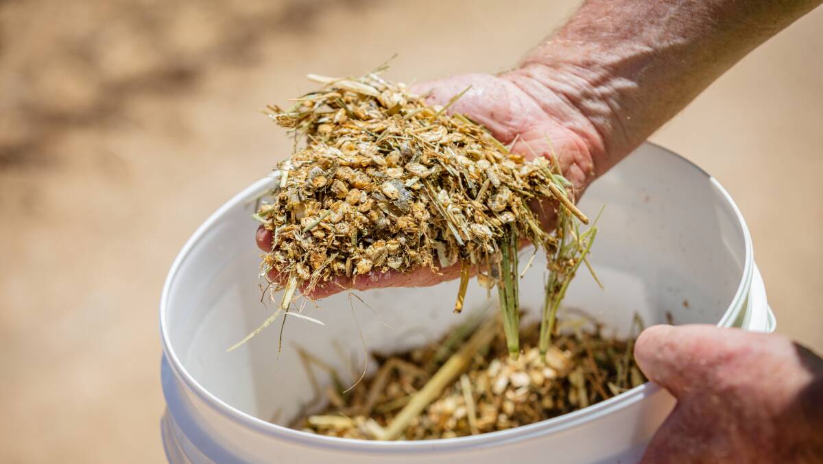 HEALTHY MIX: A good feed ration is finely calculated to provide all the nutrition beef cattle require.