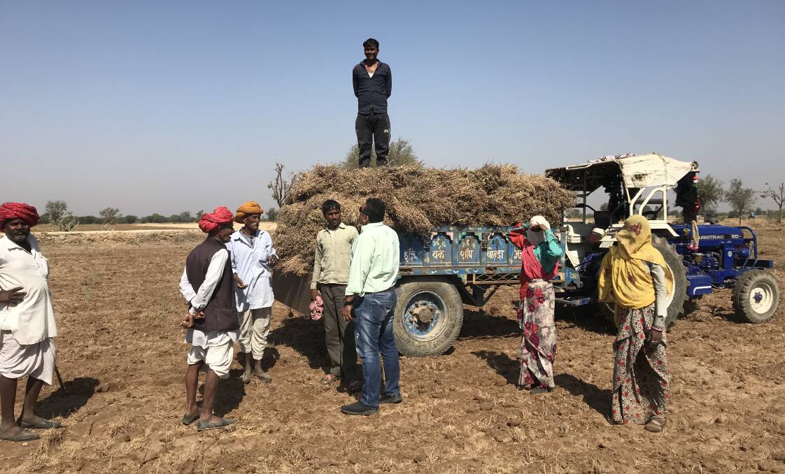 India's chickpea harvest looks a great deal different to the same event in Australia. Photos: Mary Raynes, AEGIC.