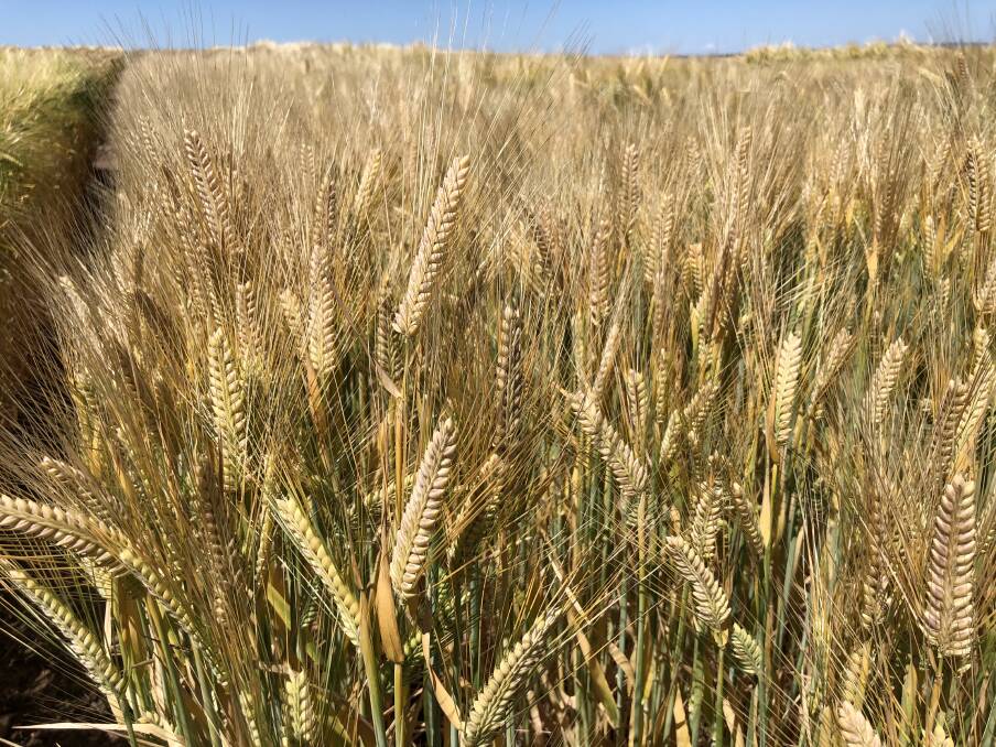 NEW OPTION: Leabrook barley, pictured, has officially won Barley Australia malt accreditation.