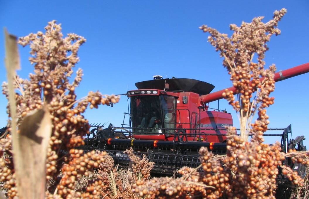 Sorghum prices this year are disappointing growers, dropping below $200 a tonne.