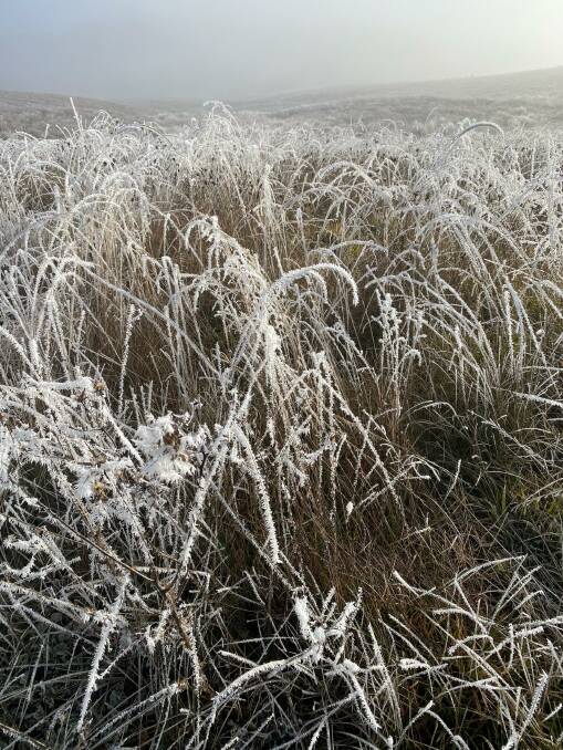 It was a freezing start to the day near Crookwell, NSW, on Monday morning. Photo: Anthony Frost.