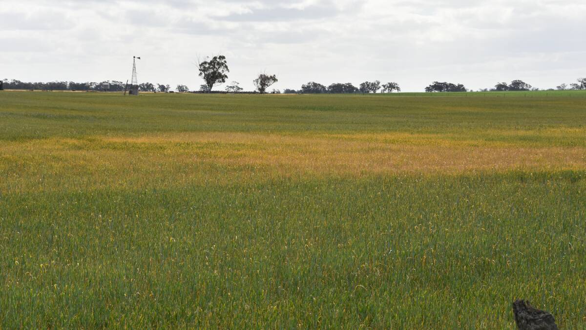 Crops struggling with a dry spring throughout northern Victoria