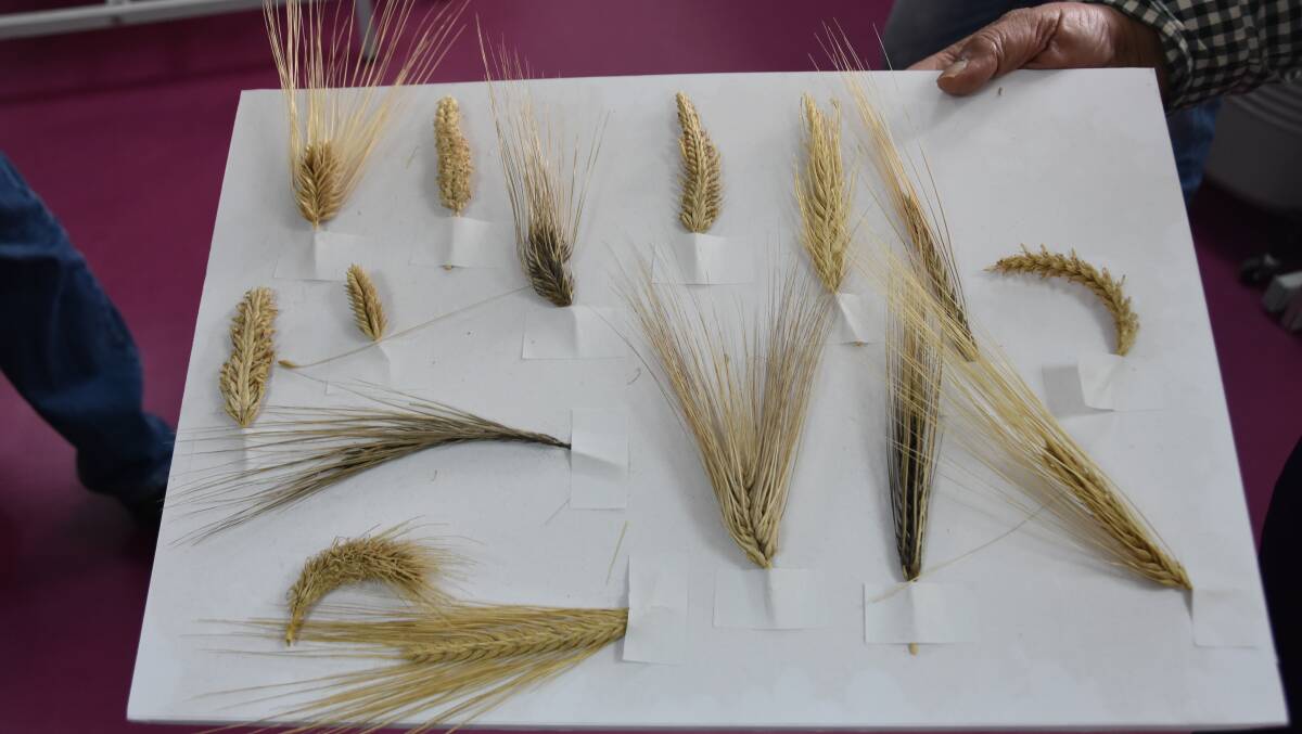 The genetic diversity of the ICARDA gene bank is summed up in this display of markedly different barley cultivars, all grown from the collection.