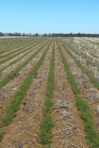 The nation's chickpea crop is under fire due to poor conditions in northern NSW and southern Queensland.
