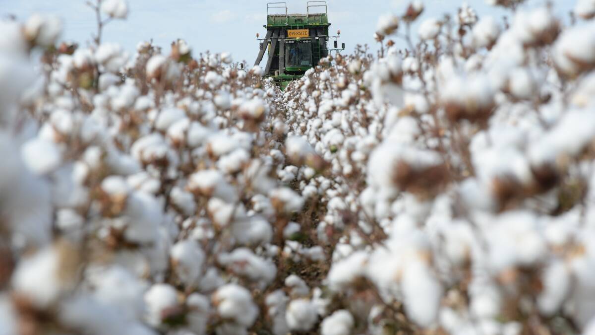 New GM cotton coming closer to commercialisation