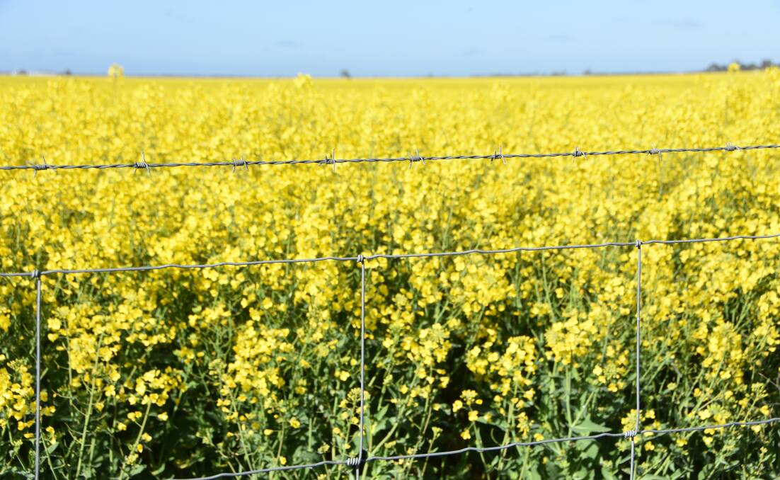 New non-GM canola traits may be available in commercial varieties in as little as five years.