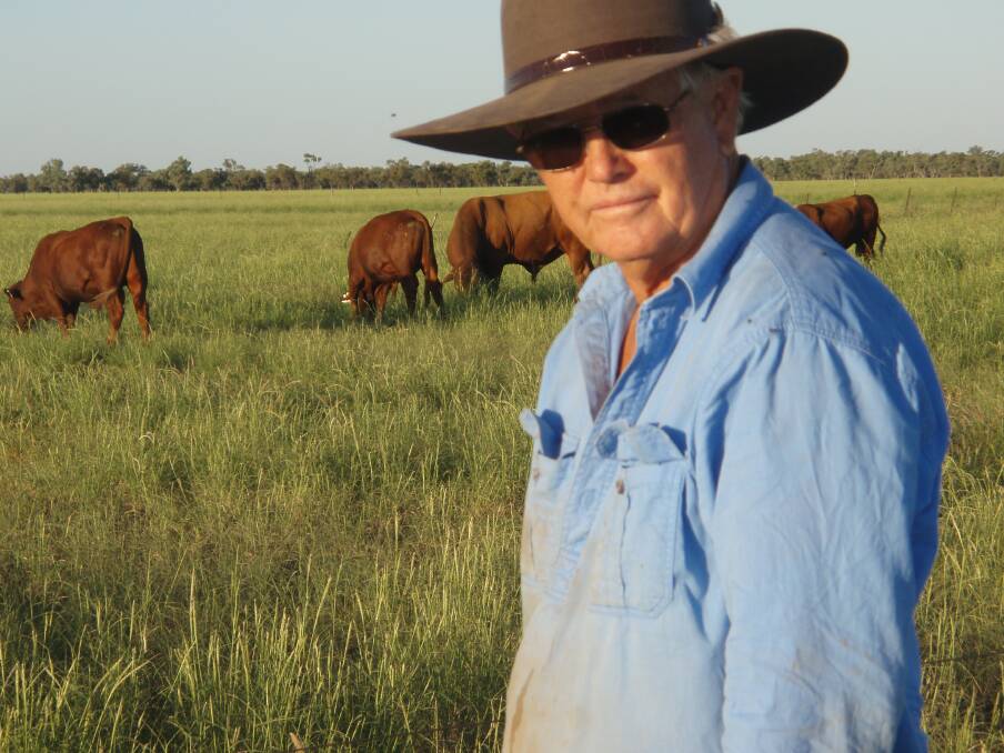 Pre-drought: Peter Schmidt with some of his Belmont Red weaner bulls during better times on Alawoona.