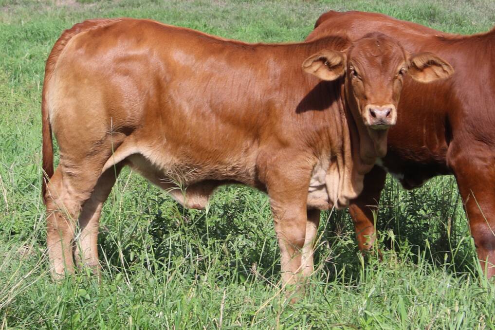 Whynot genetics: At the Beef Genetics Focus Sale the Laycocks will be auctioning a calf heifer sired by the $47,500 Glenlands D Whynot. She's a sister to their multi-champion retained sire High Country Edward.
