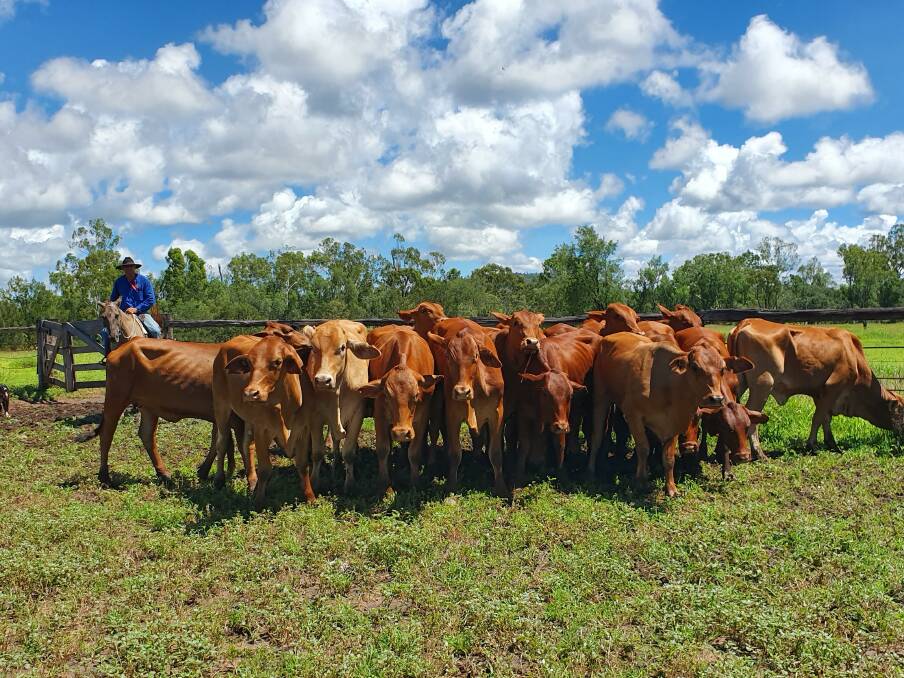 Regal reds: Fred Kleier on Luxor Station, Clermont, with a mob of Droughtmaster x Brahman heifers by bulls purchased from the Highlands Droughtmaster Bull Sale.