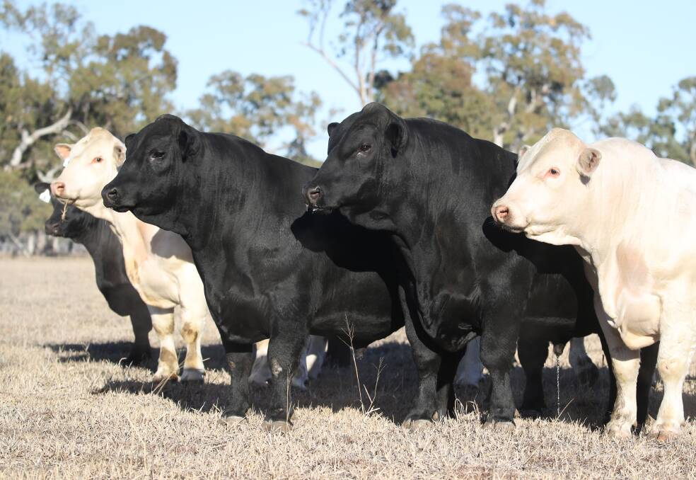 Top draft: A superb selection of Angus and Charolais genetics will be offered during the on-property Ascot Autumn Bull and Heifer Sale taking place on April 10.
