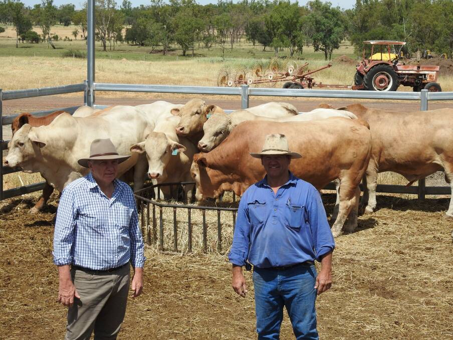 Matt Welsh with Stanbroke Pastoral Company's group property manager Mark Perkins and a selection of Charbray cattle.